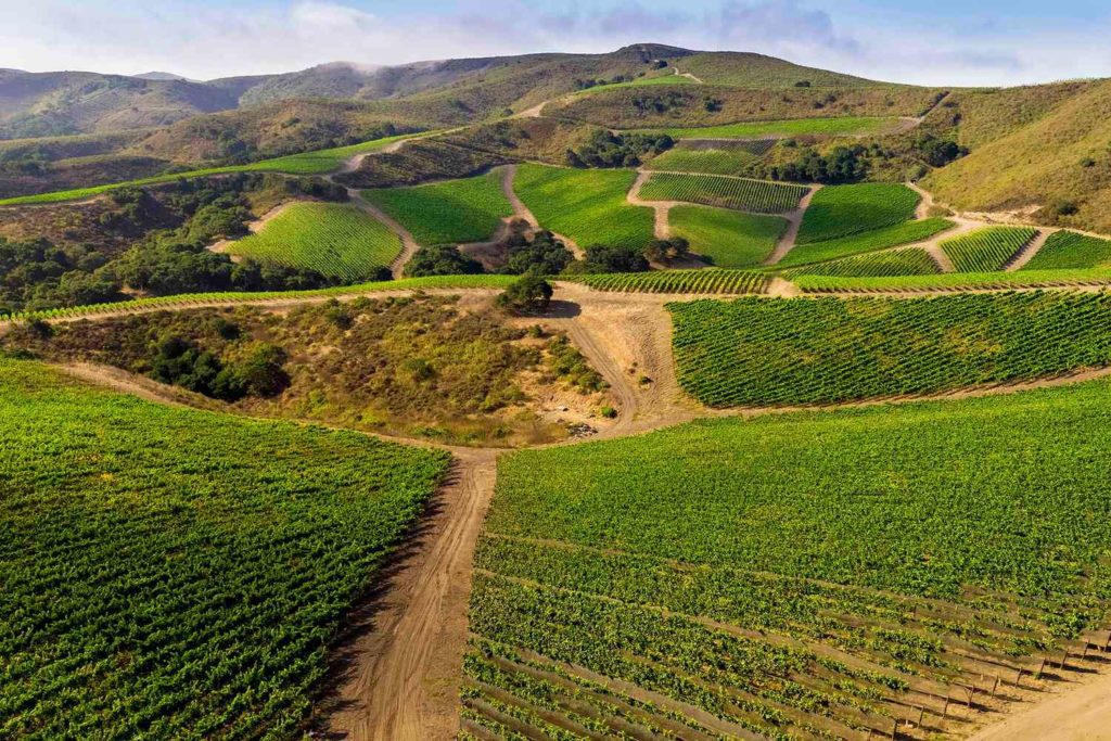 California vineyards usa