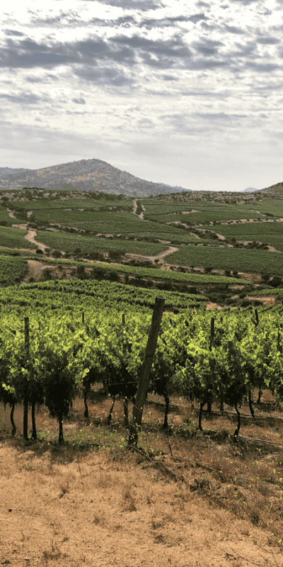 Calcu-Marchigue-vineyard.png