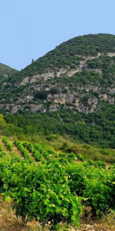 Vignoble ferrussac